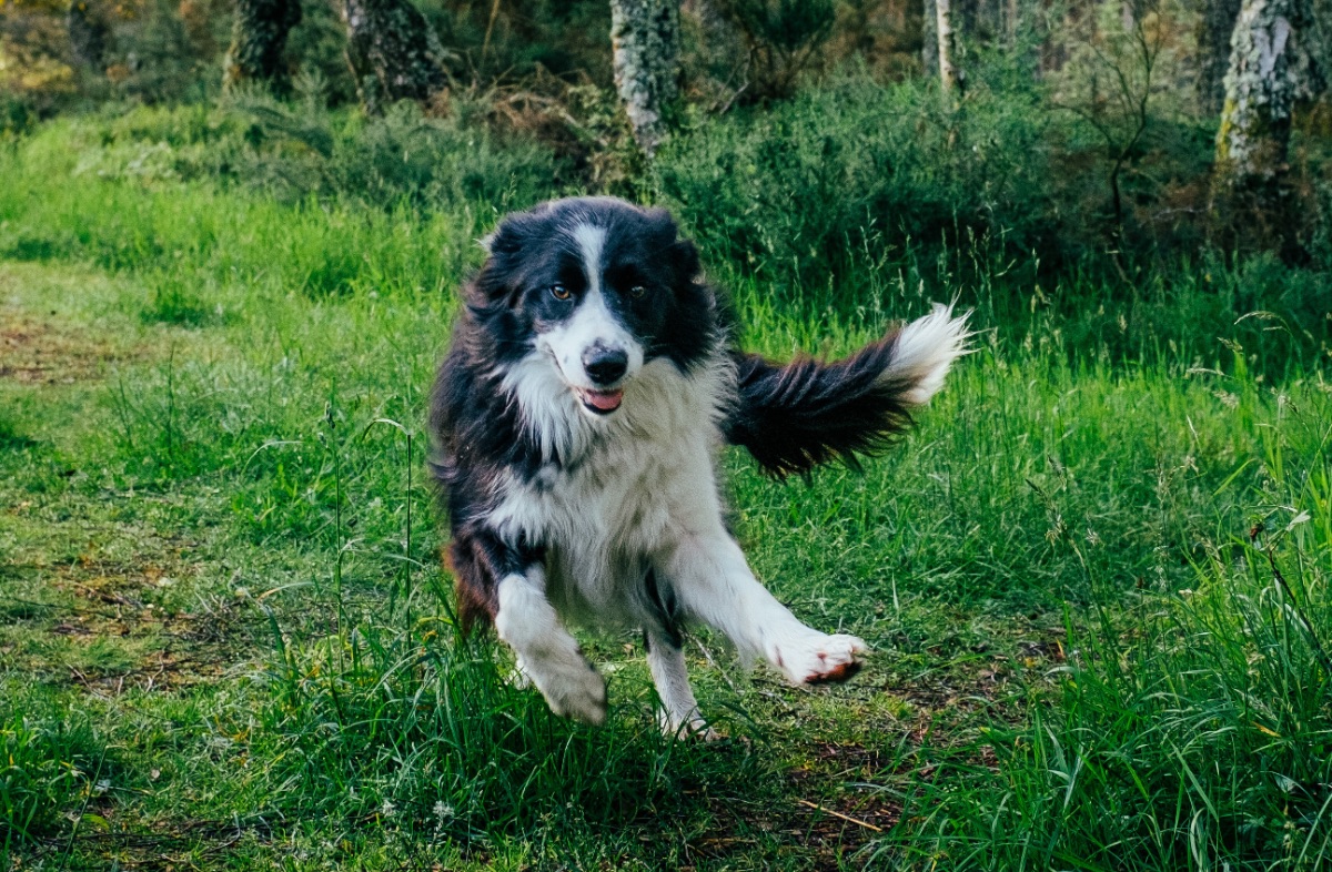 alfie the dogo